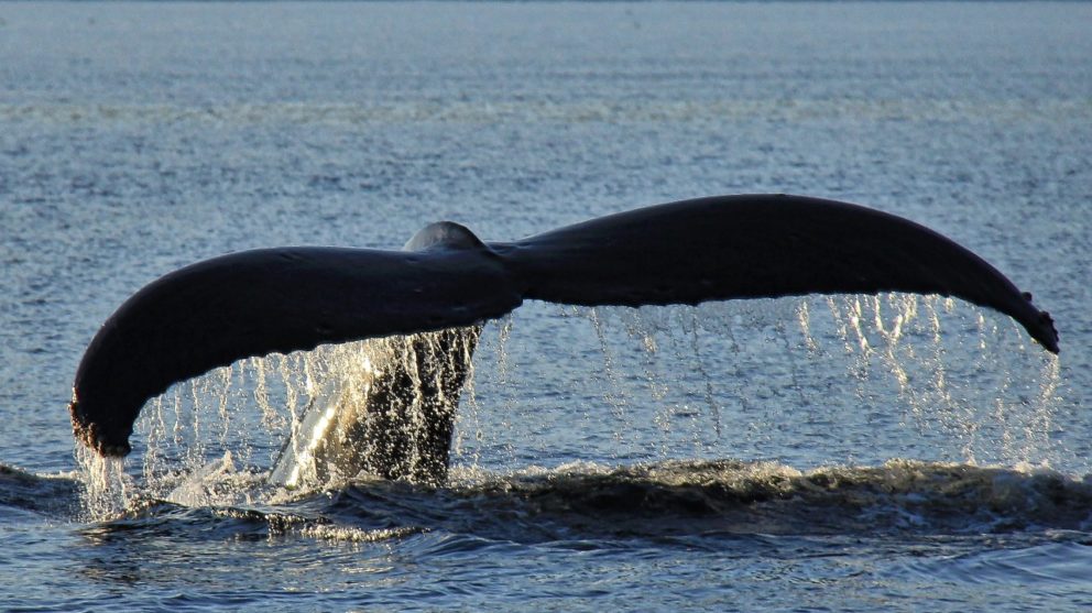 Annual Pacific Rim Whale Festival - Tourism Ucluelet
