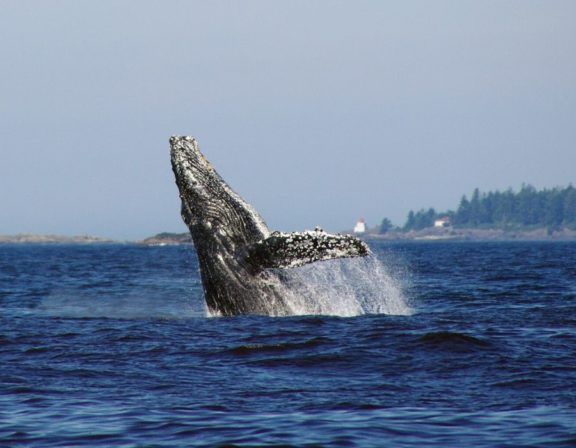 Celebrate whales at the Pacific Rim Whale Festival