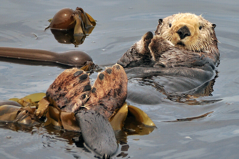 wildlife tours ucluelet