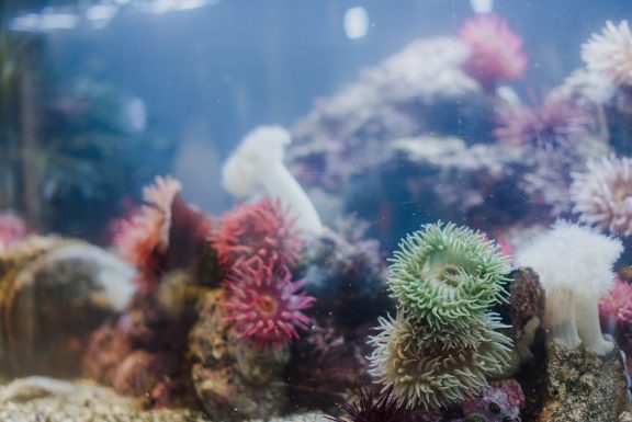 Ucluelet aquarium showcases undersea wonders